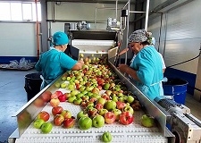 линии производства яблочного пюре