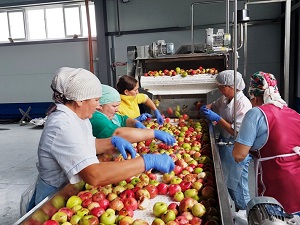 линии производства яблочного пюре
